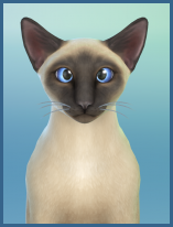 ansehen Siamkatze Molly Erwachsen